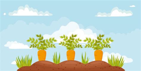 Carrot Field Illustrations Royalty Free Vector Graphics And Clip Art
