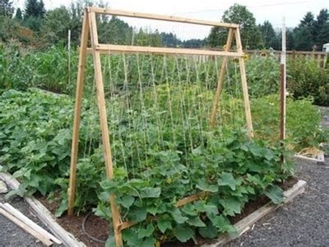 Garden Trellis Ideas For Cucumbers Gardenbz