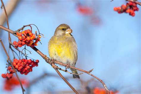 Früchte september bis november verwendung: Nährgehölze für Vögel
