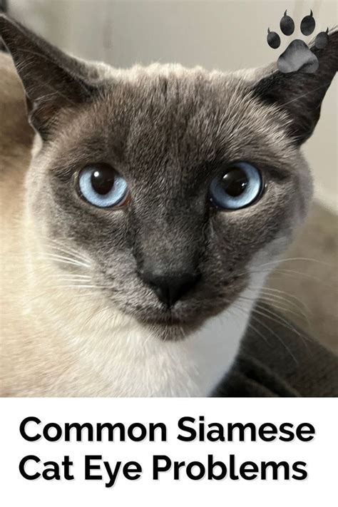 A Siamese Cat With The Caption Common Siamese Cat Eye Problems