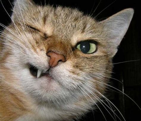 38 Cats With Crazy Eyes Cutesypooh Funny Cat Faces Funny Cat
