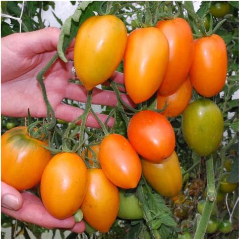 Super Affordable 100 Seeds Orange Banana Tomato Seeds Fruit