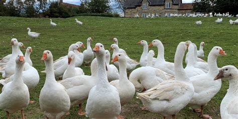 19 Fascinating Facts About Geese