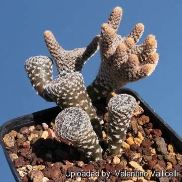 It has the annoying habit of shedding most of its phylloclades at just a slight drought. Opuntia clavarioides f. cristata