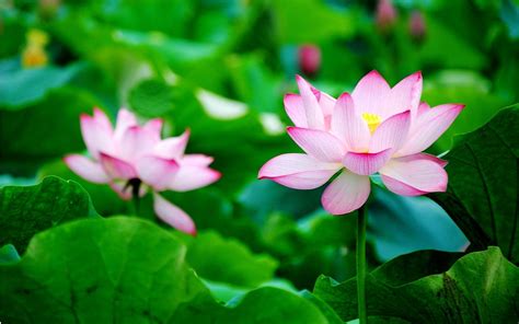 25 Choices Lotus Flower Desktop Wallpaper You Can Get It At No Cost