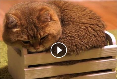 It helps radiate their magic. Hungry? How About A Cat Loaf Of Bread - Cats vs Cancer