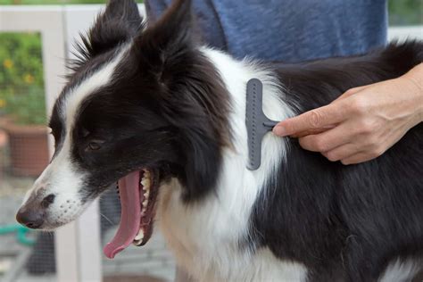 The Best Ways And Tools On How To Groom A Border Collie Bordercolliehealth