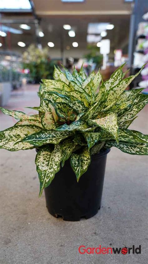 In the winter it is beneath grow lights and/or on a sunny windowsill. Aglaonema Snow White 20cm - Indoor Plants - Garden World