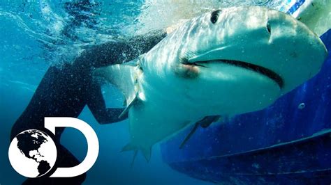 Los Encuentros Con Tiburones Más Emocionantes Discovery Latinoamérica