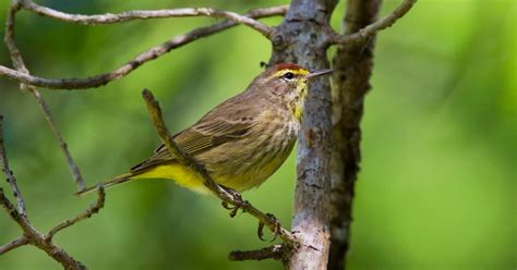 A Stunning New Study Shows How Fast North Americas Birds Are
