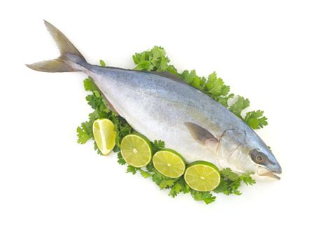 Fresh Yellowtail Amberjack Fish On Salad Leaves With Sliced Lime