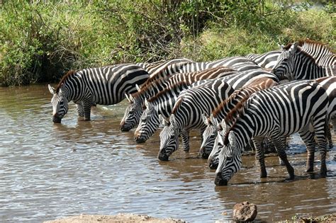 This variation occurs because there are three types of zebra, burchell's zebra (equus burchelli) ideal zebra habitat. Plains Zebra Facts, Habitat, Diet, Life Cycle, Baby, Pictures