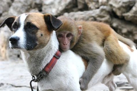 This Dog And Monkey Helping The Environment By Carpooling Animals