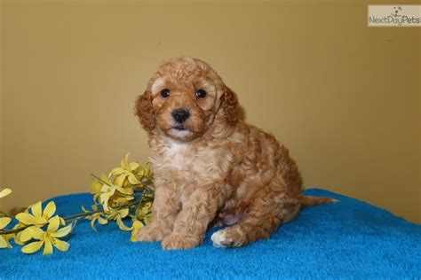 Miniature cavapoo puppies for sale in texas. Cavapoo puppy for sale near Lancaster, Pennsylvania ...