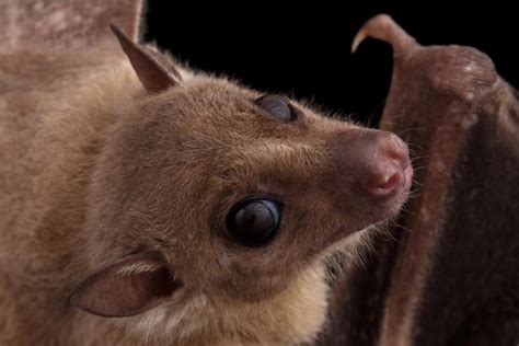 Ebola Like Marburg Virus Found In Sierra Leone Bats
