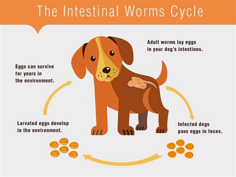 Only laboratory tests can help identify the type of helminths and experienced veteran prescribes the correct treatment and how to get rid of intestinal parasites in cats. Intestinal Worms In Cats and Dogs - DiscountPetCare