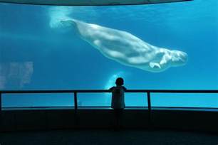 Beluga Whale Adaptations For Almost Everything Are Totally Awing
