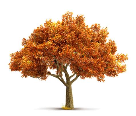 Autumn Maple Tree Isolated Stock Image Illustration Of Season 130218177