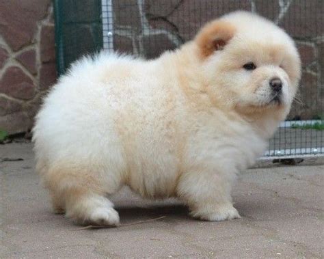 Chow Chow Puppies For Sale Detroit Mi 177155 Petzlover