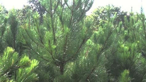 Fast Growing Loblolly Pine Trees Youtube