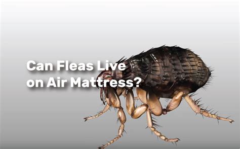 Twin mattresses are great for a guest room, hostels, and small living spaces or on trundle and day beds. How Much Does a Twin Air Mattress Weigh? - RealEstate Ke