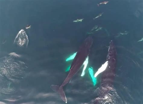 Video Of Humpback Whales In Cork Is The Best Thing Youll See All Week