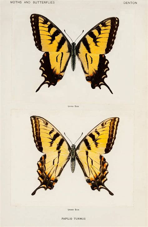 Vintage Butterfly Illustrations Free Cc0 Public Domain Butterfly