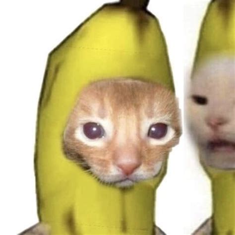 cat banana matching pfp in 2021 | Animal memes, Cute memes, Cats