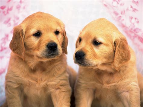 More puppy pics are added almost daily for your enjoyment.pg1. Golden Retriever Puppies Wallpapers - keywords HERE