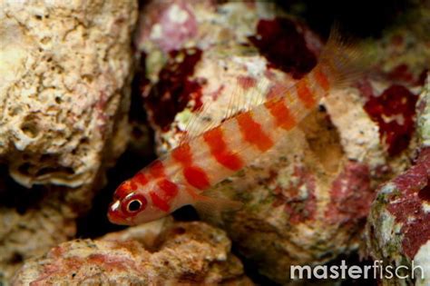 Candy Cane Coral Goby Trimma Cana Masterfisch