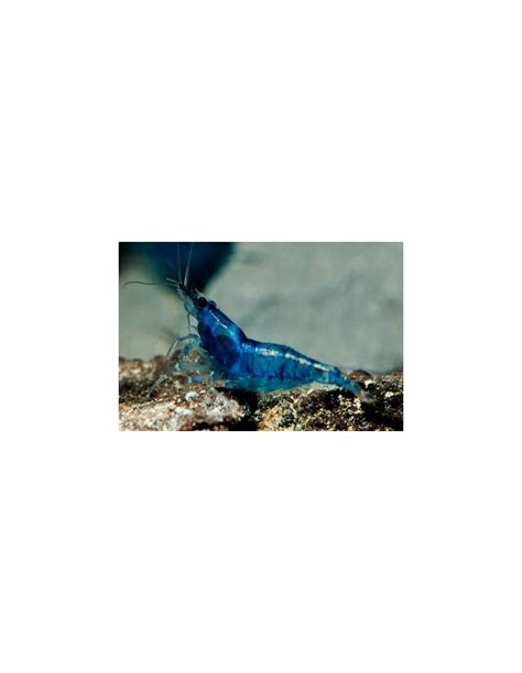 Neocaridina Heteropoda Var Blue Velvet