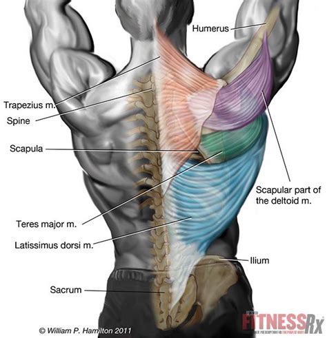 Overview of the back muscles: Shoulder / ПЛЕЧИ: апреля 2015