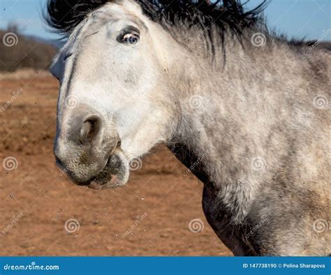 Close Up Funny Horse Portrait Horse Is Looking Straight At The Camera