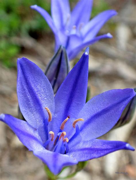 Bell Flowers Upclose Photograph By Duane Mccullough Fine Art America