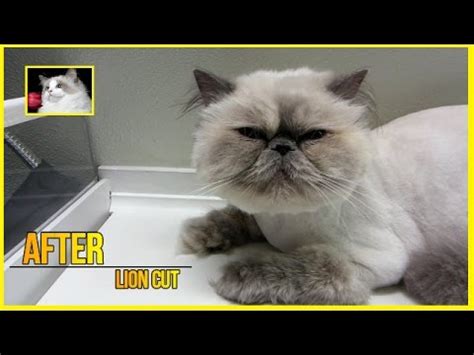 Cat lion haircut baby kittens cats and kittens cat lion cut ragdoll cat breed himalayan cat long haired cats exotic shorthair animaux. Cat lion cut - Himalayan - YouTube