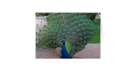 Peacocks In Mexico Card Zazzle
