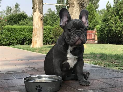 We look at picking the right food for their mouths, and when to feed it. Homemade Frenchie food recipes (to make your pup lick ...