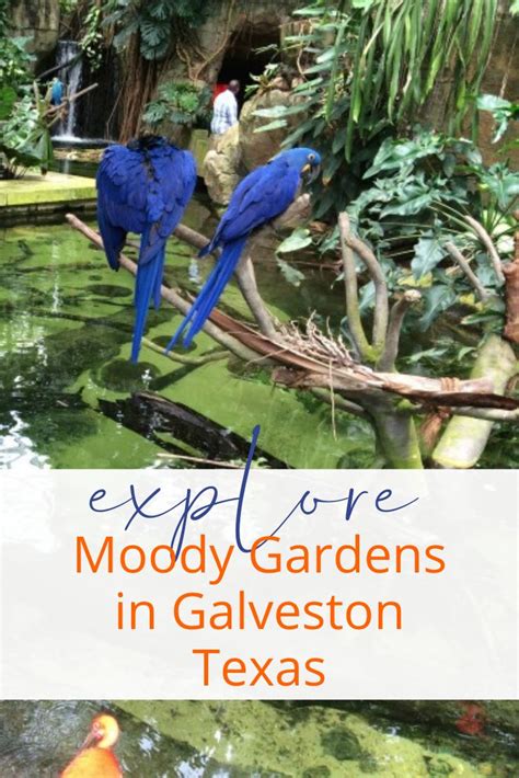 Tickets, tours, hours, address, moody gardens reviews: 5 Exciting Reasons to Explore Moody Gardens in Galveston ...