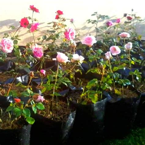 2) penyiraman pokok ros/mawar pokok bunga ros/mawar yang baru ditanam perlulah disiram mengikut jadual bagi me mastikan ia tidak kering. Pokok bunga ros kampung cepat berbunga 100% yang terbaik ...
