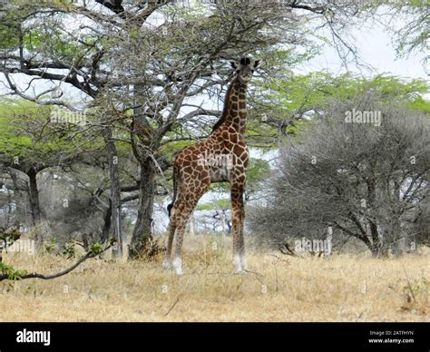 Lonely Giraffe Eating Acacia Leaves In The African Savannah Kenya