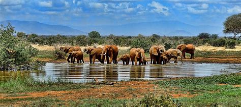 Elephant Watering Hole Safari · Free Photo On Pixabay