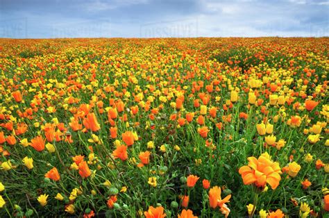 Usa Oregon Marion County Field Of Yellow And Orange Flowers Stock