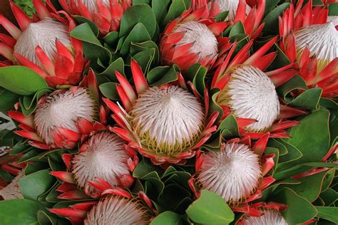 Images Gratuites Feuille Fleur Pétale Rouge Afrique Botanique