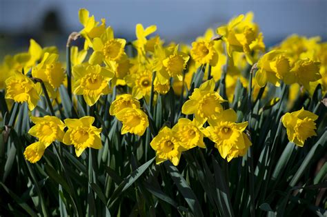 The Story Behind This Daffodil Field In England Will Warm Your Heart