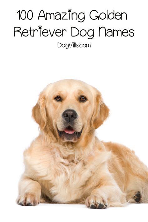100 Amazing Golden Retriever Dog Names Dogvills