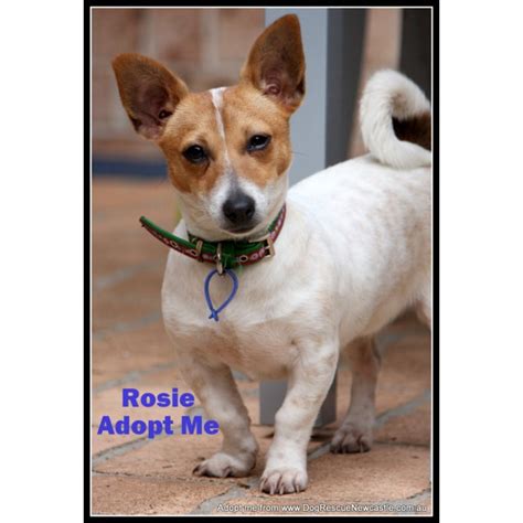 Rosie Dachshund X Mini Foxy On Trial 15814 Small Female