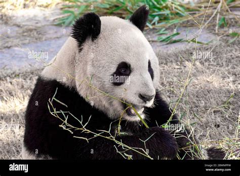 Cute Giant Panda Bears Enjoy Eating Bamboo Zoo Stock Photo Alamy