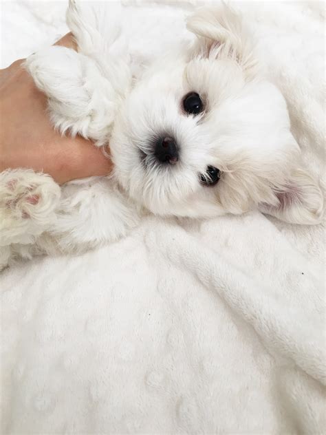 Maybe you would like to learn more about one of these? Teacup Maltese Puppy for sale! | iHeartTeacups