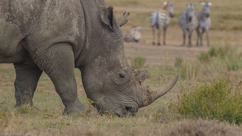 White Rhino Nakuru Np Lake Nakuru Kenya Daves Travelogues