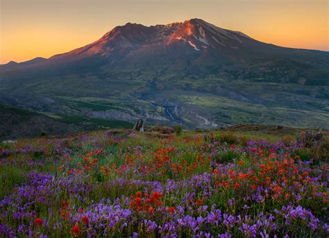 Best Wildflower Hikes And Tips For Photographing Mt St Helens Photo